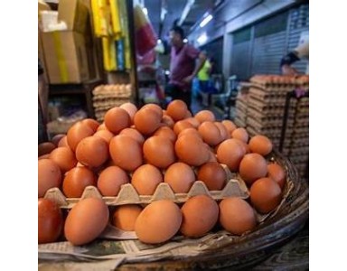 Government to End Egg Subsidy on August 1