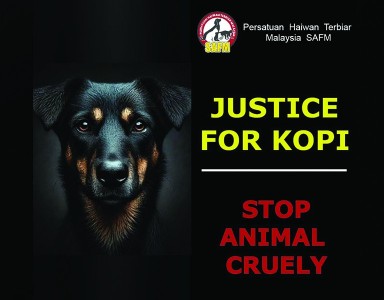 Animal rights group claims Kopi the dog shot by Besut council cared for regularly, so not a stray to be culled